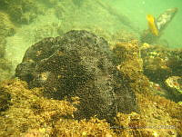 CGG0612 Ircinia strobilina.JPG