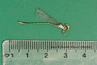 MRAA 0115 Neoerythromma cultellatum.JPG