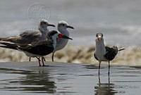 IMDOC1776 Rynchops niger, Leucophaeus atricilla.jpg