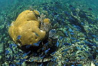 JAO0010 Acanthurus bahianus, Acanthurus coeruleus,Diploria strigosa.tif