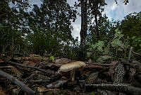 IDG1793 Agaricus sylvaticus.jpg