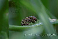 ZAPF0163 Paraphidippus aurantius.jpg