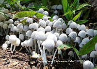 MN6PyH0072 Coprinellus disseminatus.jpg