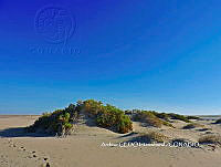 NBA0104 Puerto Peñasco, Sonora.JPG