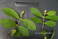 ME010 KV 01226 Forsteronia spicata (Jacq.) G. Mey., 1818_.JPG