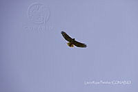 LRP0004 Buteo jamaicensis.jpg