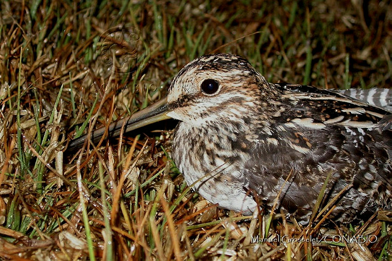 MGaves%20777%20Gallinago%20delicata.jpg.oCjG  LzMakdgUFhQA3g0JtbmFja29CbnFuZ3NAbXJ6LGtwZQA.jQPpkmlre2
