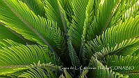 LCF0310 Dioon sp..jpg