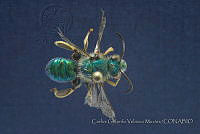 CGVM1217 Paragapostemon coelestinus.jpg