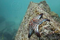 CNS1091 Pentaceraster cumingi.jpg