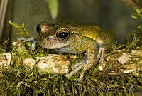 MASM04925 Plectrohyla ixil.jpg