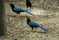 ARS00189 Cyanocorax yucatanicus.jpg