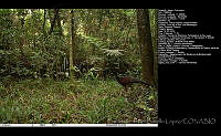 FJBL0112 Crax rubra.jpg