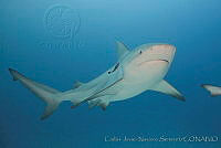 CNS1270 Carcharhinus leucas.jpg