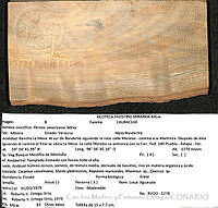 CMyFO 01004 Persea americana.JPG
