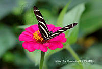 MN6F0249 Heliconius charithonia.jpg