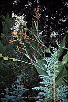 DK2409 Xicotepec, Puebla.jpg