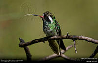 Colibri Zafiro.jpg