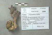 HC014 0145 Gyromitra infula.jpg