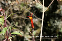 AKGC017 Lobelia laxiflora.JPG
