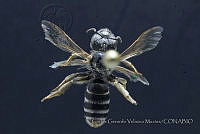 CGVM1185 Halictus ligatus.jpg