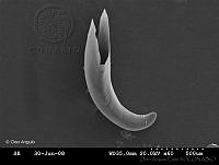 OAC0032 Cavolinia inflexa.jpg