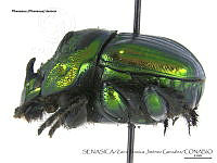 ZJJG0660 Phanaeus demon.jpg