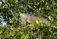 ARS00230 Iguana iguana.jpg