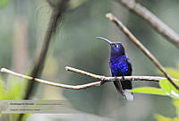 18_Campylopterus hemileucurus.jpg