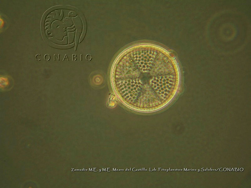 ZME%20y%20MEMC LFMS029%20Actinoptychus%20campanulifer.JPG.jCe pIr0MSd7F3thQA3g0JtbmFja29CbnFuZ3NAbXJ6LGtwZwA.Wjfwe2wnyd