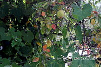 ZG014 0002 Pyrus communis.jpg