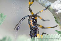 IMDOC3381 Thasus gigas.JPG