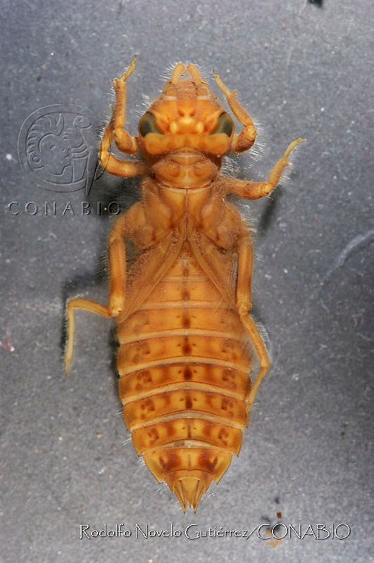 RNG07%20Erpetogomphus%20cophias.jpg.jSfcpvj0MY rt4lhQA3g0JtbmFja29CbnFuZ3NAbXJ6LGtwZwA.fAM1wY8Ceb