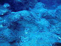VDLCF0094 Agaricia lamarcki.jpg
