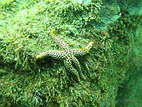 VDLCF0664 Echinaster serpentarius.jpg