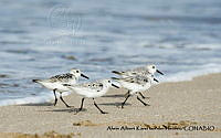 AAKVDH 0609 Calidris alba.JPG