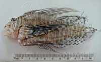 HE009 P 1556 Pez león asiático.JPG