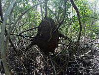 LM019 2 0004 Termitero sobre mangle rojo.jpg