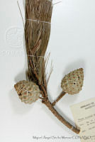 MASM06807 Pinus praetermissa.jpg