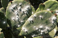 ARS00192 Dactylopius coccus.jpg