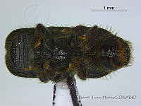 BTH0234 Scolytus rugulosus.jpg