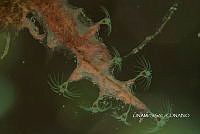 NE018 0042 Eudendrium bermudense.jpg