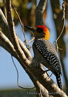 ELC0073 Melanerpes chrysogenys.jpg