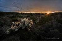 EC05 Cylindropuntia acanthocarpa.jpg