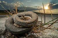 MN6PG0299 Thamnophis melanogaster.jpg