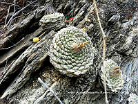 SADR0015 Strombocactus disciformis.jpg