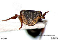ME006 Hormi 0210 Cephalotes minutus.jpg