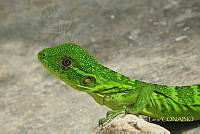 ATL002 Ctenosaura pectinata.jpg