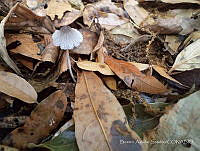 BAS01 Coprinus sp..jpg
