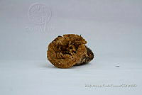 ZAPF 0653 Turbinellus kauffmanii.jpg
